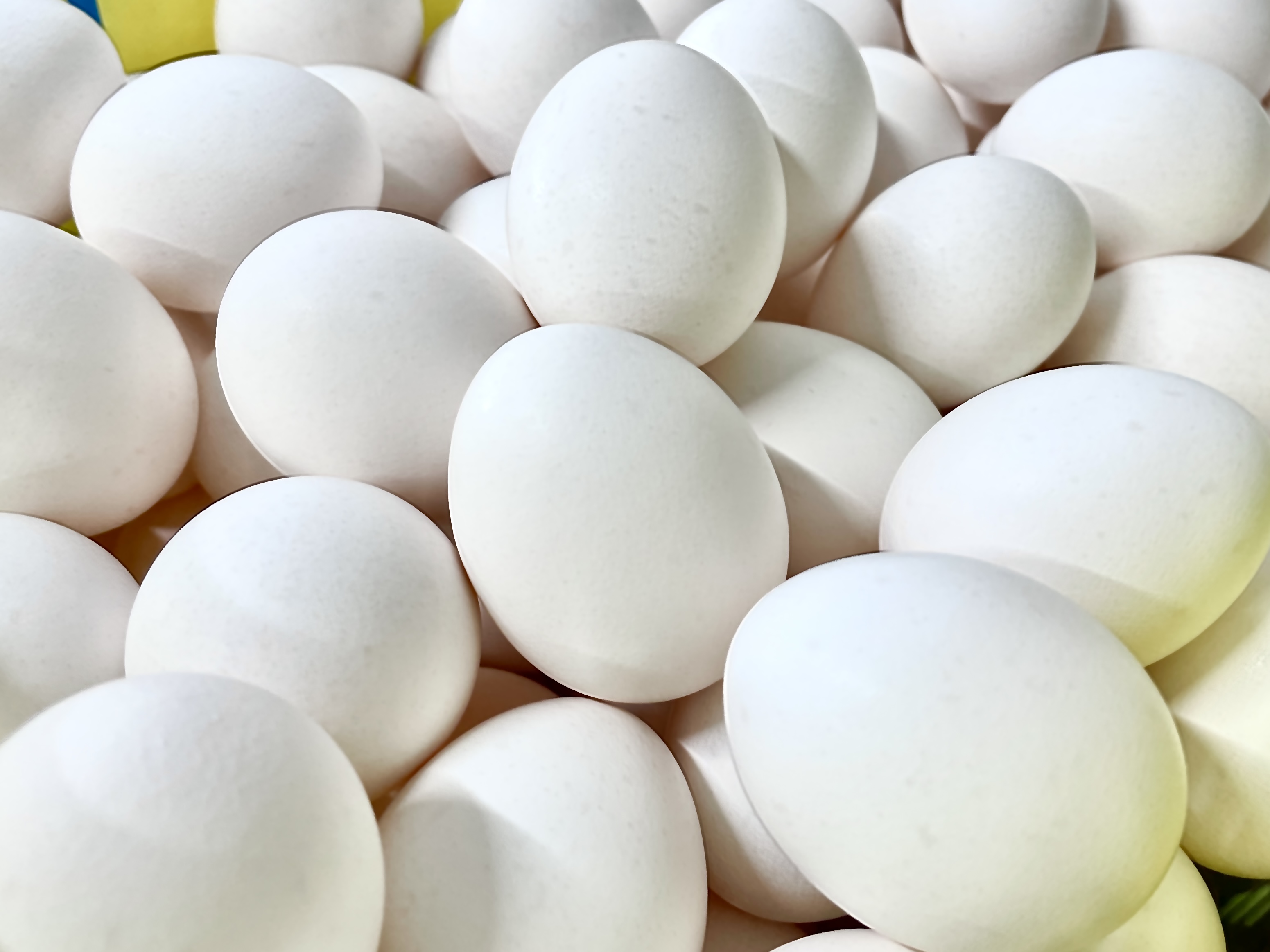 新鮮な鶏卵